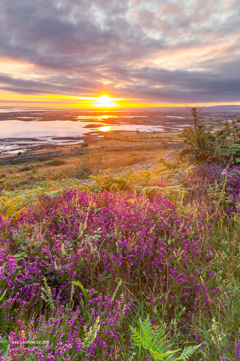 Abbey Hill Burren Clare Ireland - abbey hill,ferns,flower,golden,heather,hills,july,summer,sunrise,sunstar