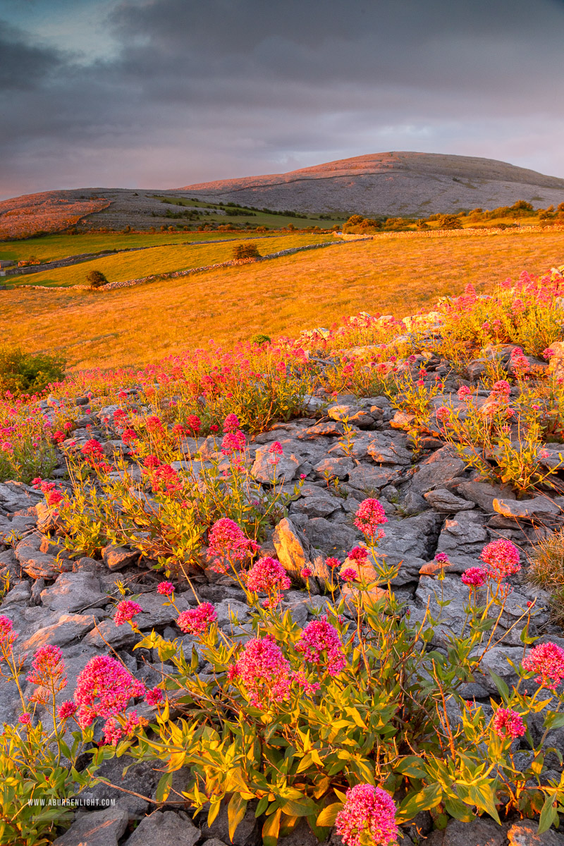 Abbey Hill Burren Clare Ireland - abbey hill,flower,golden,may,spring,sunrise,limited,portfolio