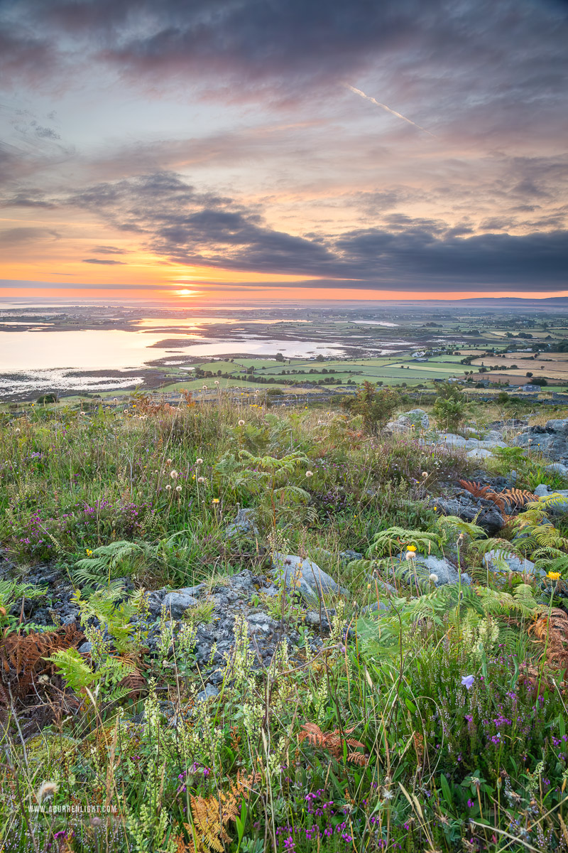 Abbey Hill Burren Clare Ireland - abbey hill,ferns,flower,hills,july,summer,sunrise,golden