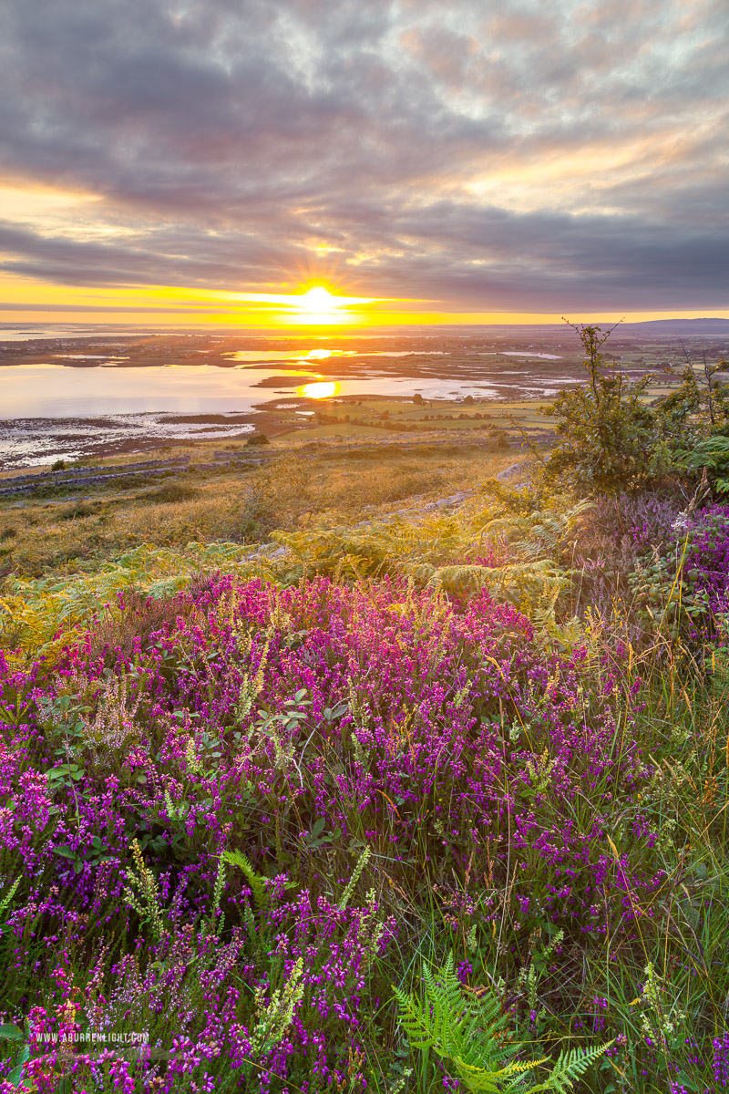 Abbey Hill Burren Clare Ireland - abbey hill,ferns,flower,golden,heather,hills,july,summer,sunrise,sunstar,golden