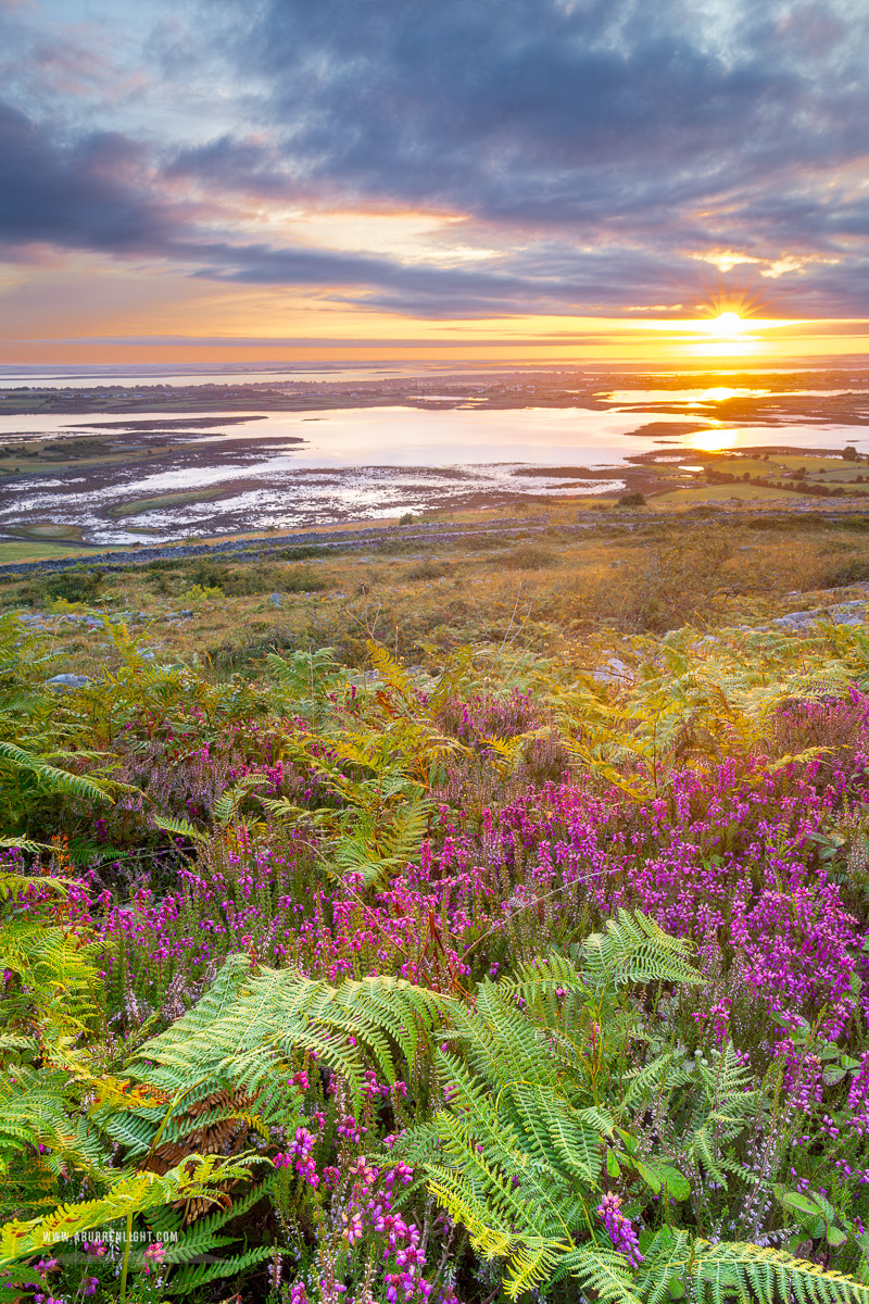 Abbey Hill Burren Clare Ireland - abbey hill,ferns,flower,golden,heather,hills,july,summer,sunrise,golden