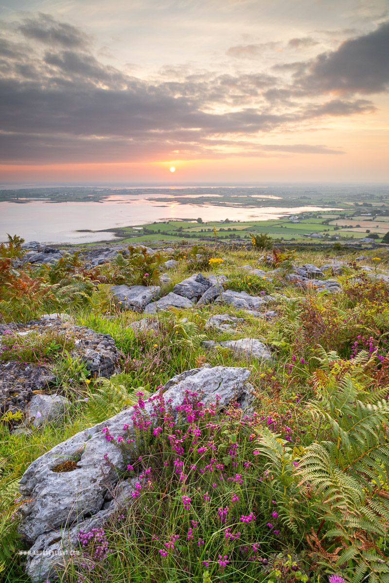 Abbey Hill Burren Clare Ireland - abbey hill,august,flower,heather,hills,summer,sunrise