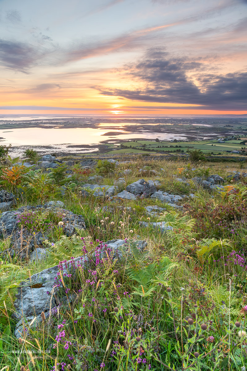Abbey Hill Burren Clare Ireland - abbey hill,ferns,flower,golden,hills,july,summer,sunrise
