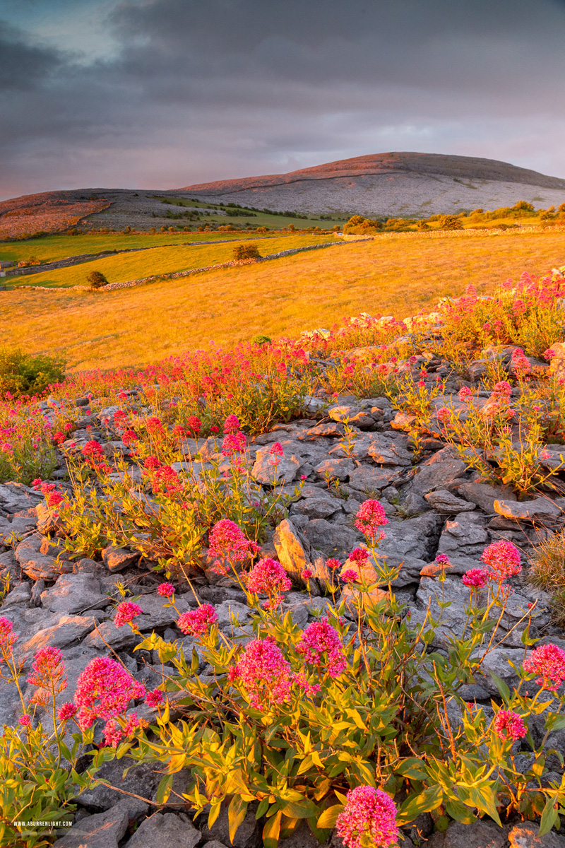 Abbey Hill Burren Clare Ireland - abbey hill,flower,golden,limited,may,spring,sunrise,portfolio,hills,valerian