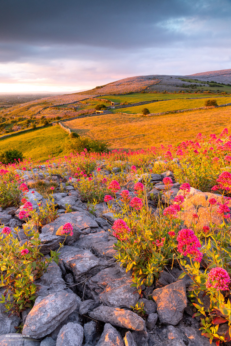 Abbey Hill Burren Clare Ireland - abbey hill,flower,may,spring,sunrise,golden,hills,valerian