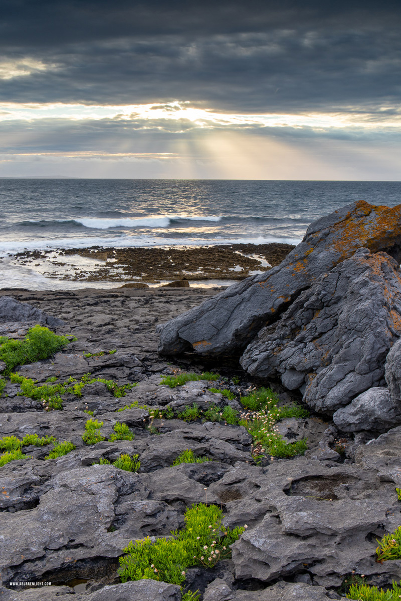 Ballyreane Fanore Clare Ireland - ballyreane,fanore,flowers,july,summer,sunset,coast