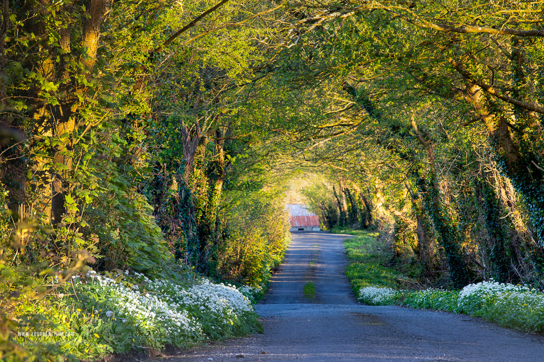Boston Clare Ireland - april,boston,flowers,garlic,lane,lowland,spring,trees