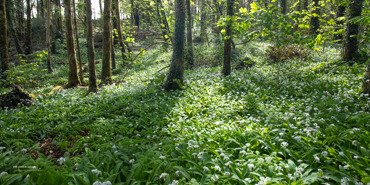 Coole Park Gort Galway Ireland - april,coole,flowers,garlic,lowland,panorama,spring,woodland,woods