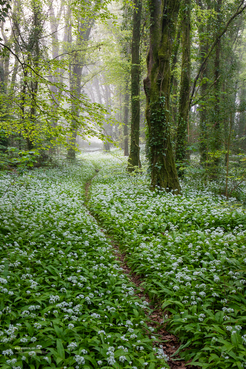 Coole Park Gort Galway Ireland - april,coole,flower,garlic,gort,lowland,mist,pick-lowland,spring,woodland