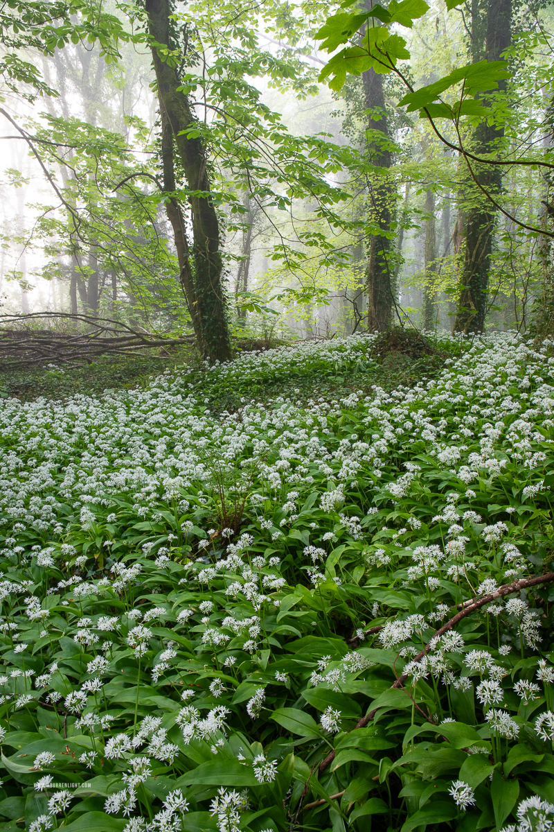 Coole Park Gort Galway Ireland - april,coole,flower,garlic,gort,lowland,mist,spring,woodland