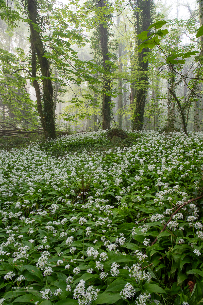 Coole Park Gort Galway Ireland - april,coole,flower,garlic,gort,lowland,mist,pick-lowland,spring,woodland