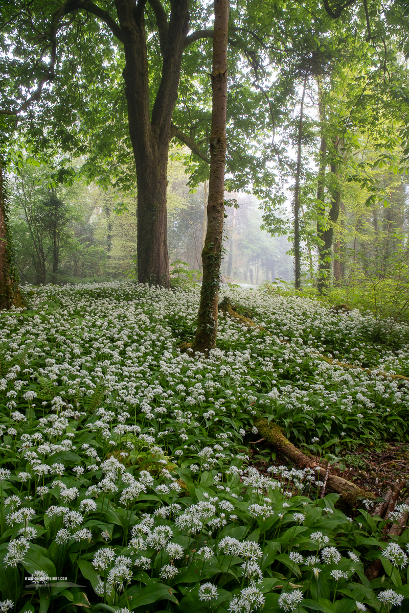 Coole Park Gort Galway Ireland - april,coole,flower,garlic,gort,lowland,mist,pick-lowland,portfolio,spring,woodland
