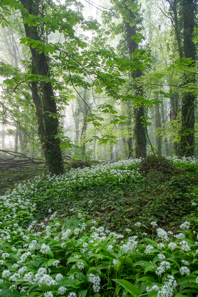 Coole Park Gort Galway Ireland - april,coole,flower,garlic,gort,lowland,mist,pick-lowland,spring,woodland