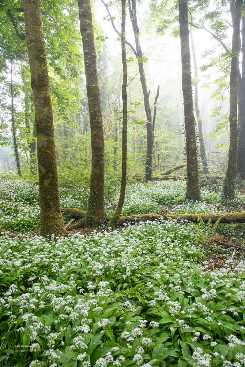 Coole Park Gort Galway Ireland - april,coole,flower,garlic,gort,lowland,mist,spring,woodland