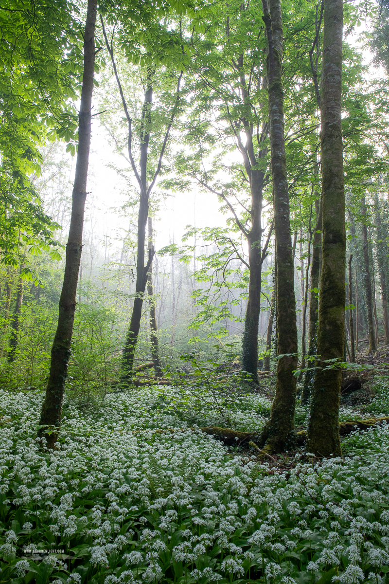 Coole Park Gort Galway Ireland - april,coole,flower,garlic,gort,lowland,mist,pick-lowland,spring,woodland