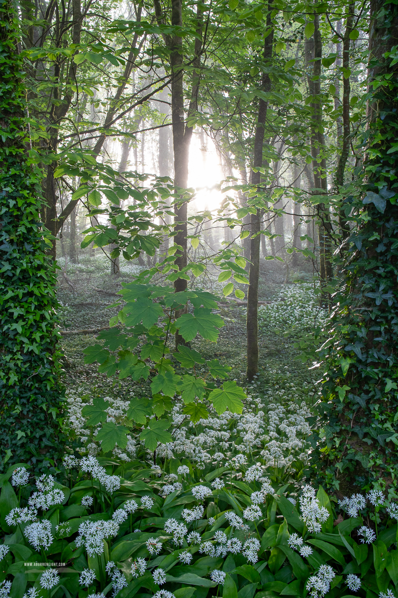 Coole Park Gort Galway Ireland - april,coole,flower,garlic,gort,lowland,mist,pick-lowland,portfolio,spring,woodland