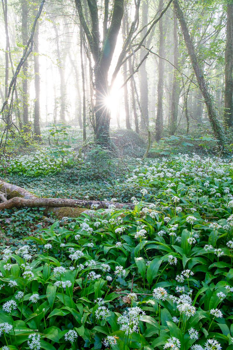Coole Park Gort Galway Ireland - april,coole,flower,garlic,gort,lowland,mist,pick-lowland,spring,woodland