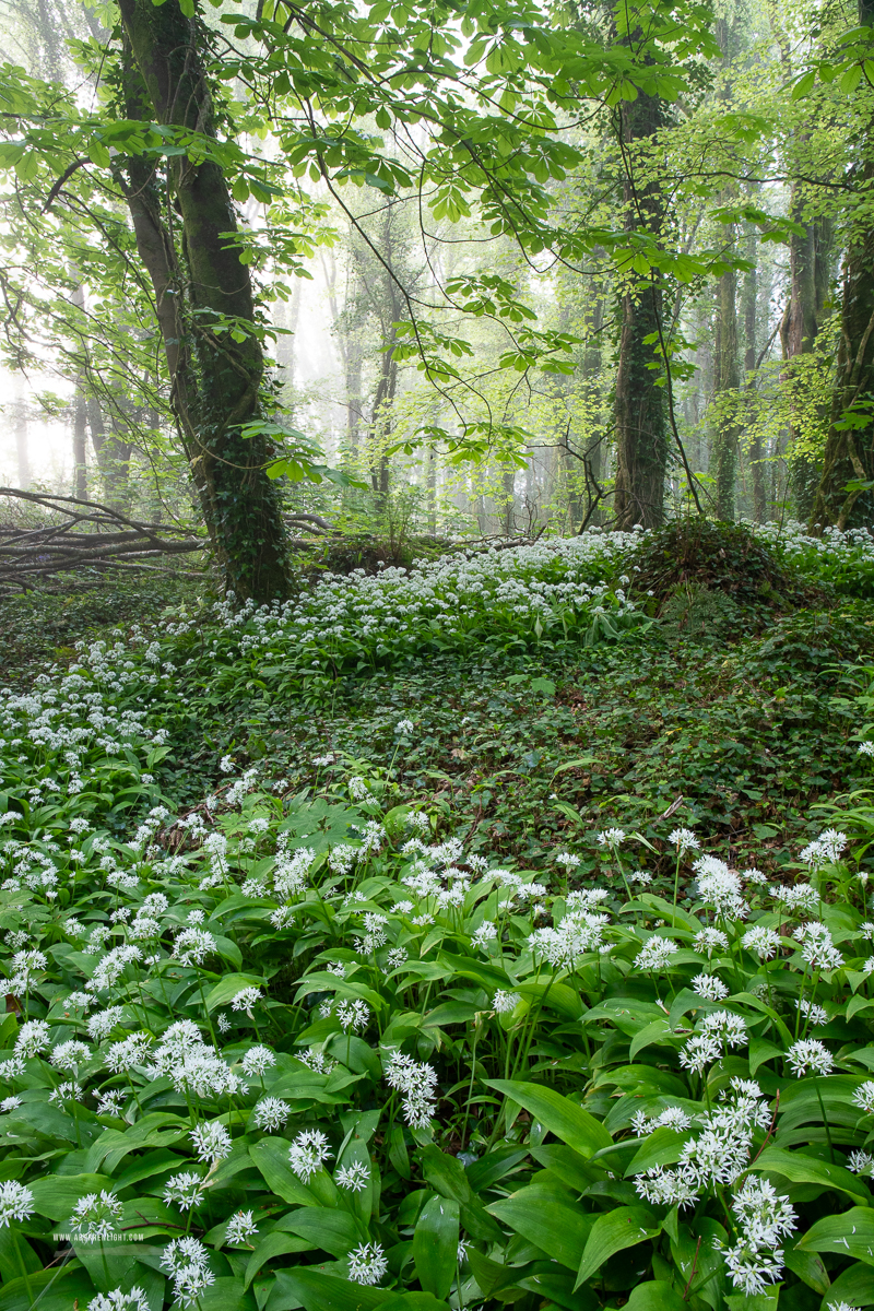 A Burren Light & Land - Pick of the month: april, coole, flower, garlic, gort, lowland, mist, spring, woodland, 