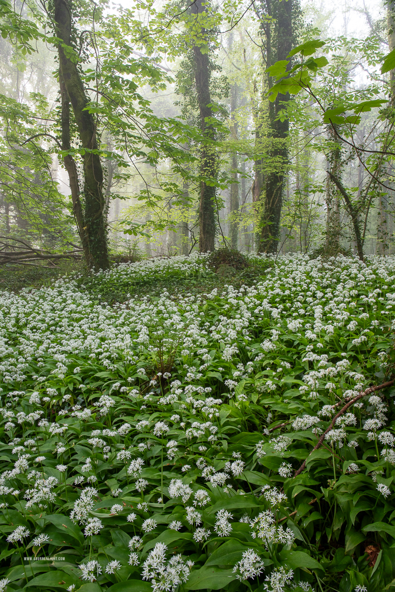 Coole Park Gort Galway Ireland - april,coole,flower,garlic,gort,lowland,mist,pick-lowland,spring,woodland