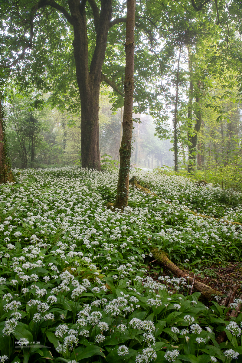 Coole Park Gort Galway Ireland - april,coole,flower,garlic,gort,lowland,mist,pick-lowland,portfolio,spring,woodland
