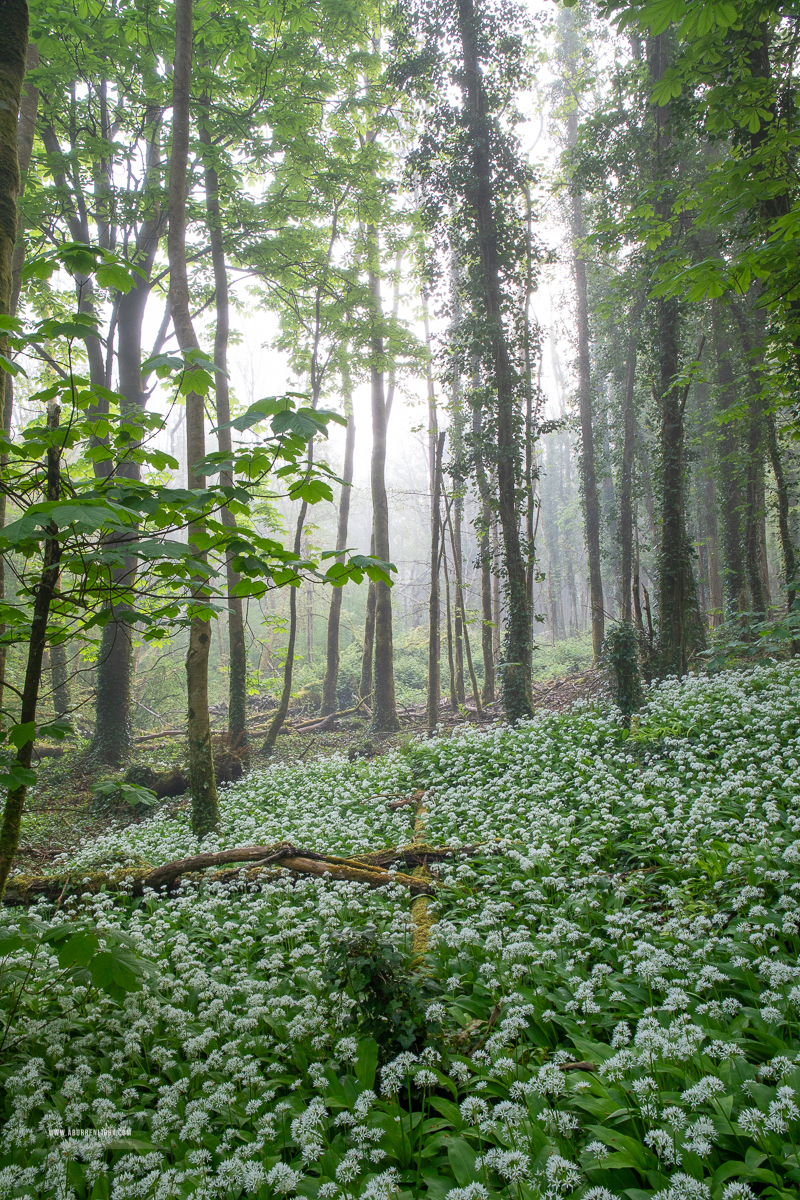 Coole Park Gort Galway Ireland - april,coole,flower,garlic,gort,lowland,mist,spring,woodland