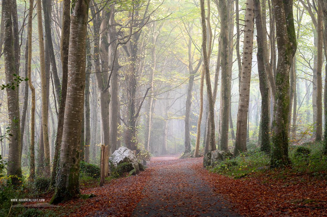 Coole Park Gort Galway Ireland - autumn,coole,mist,october,woods,lowland