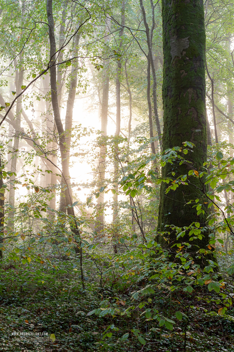 Coole Park Gort Galway Ireland - autumn,coole,mist,october,woods,lowland