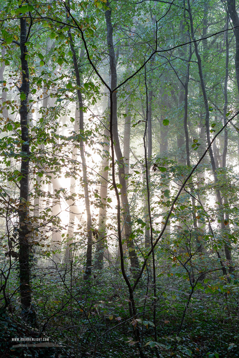 Coole Park Gort Galway Ireland - autumn,coole,mist,october,woods,lowland