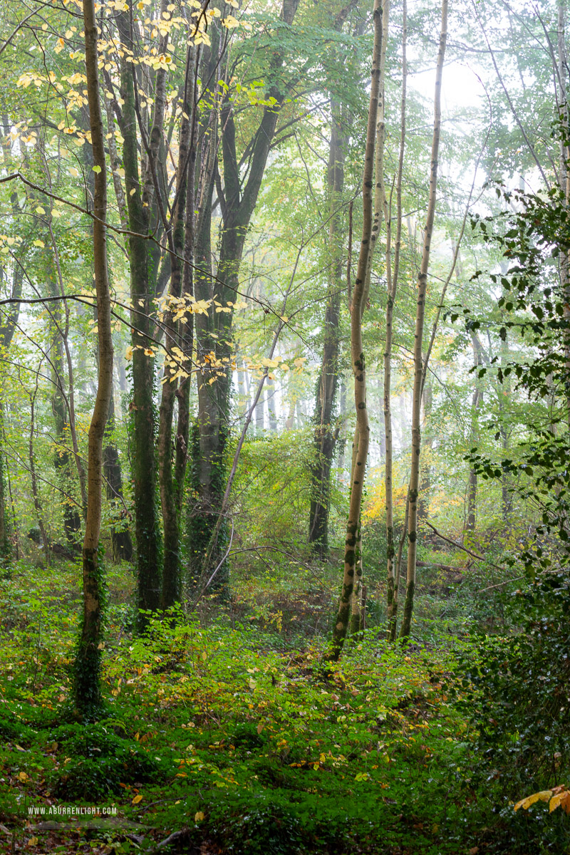 Coole Park Gort Galway Ireland - autumn,coole,mist,october,woods,lowland