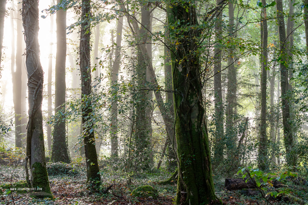 Coole Park Gort Galway Ireland - autumn,coole,mist,october,woods,lowland