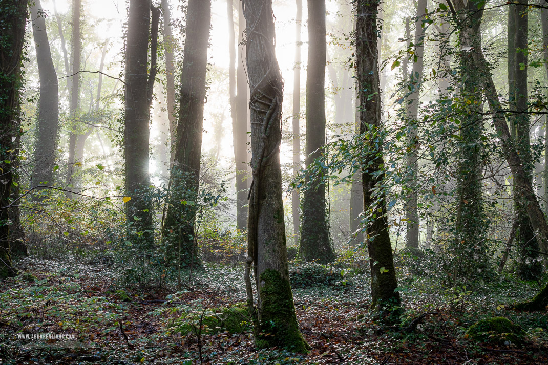 Coole Park Gort Galway Ireland - autumn,coole,mist,october,woods,lowland