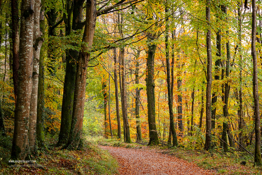 Coole Park Gort Galway Ireland - autumn,coole,october,trees,woods,lowland,golden