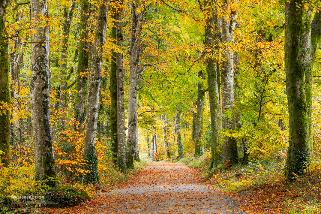 Coole Park Gort Galway Ireland - autumn,coole,november,trees,woods,portfolio,lowland,golden