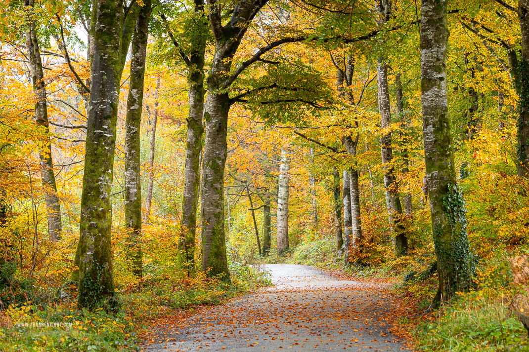 Coole Park Gort Galway Ireland - autumn,coole,november,trees,woods,lowland,golden