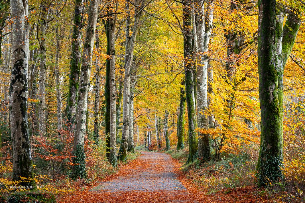 Coole Park Gort Galway Ireland - autumn,coole,november,trees,woods,lowland,golden