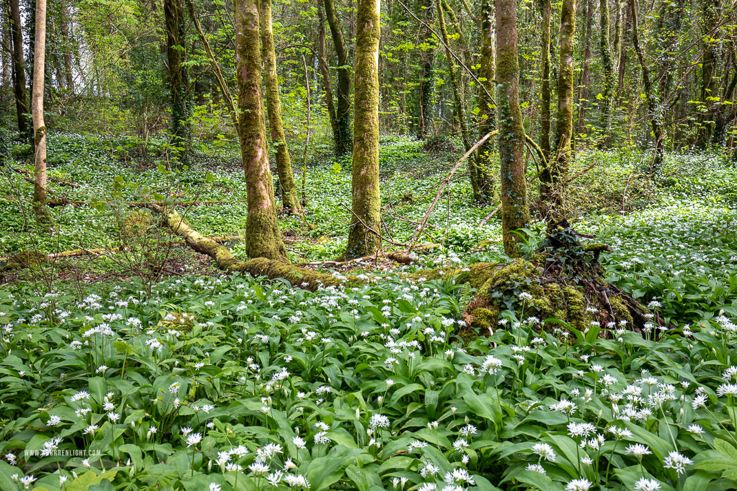 Coole Park Gort Galway Ireland - april,coole,flowers,garlic,green,lowland,spring,wood