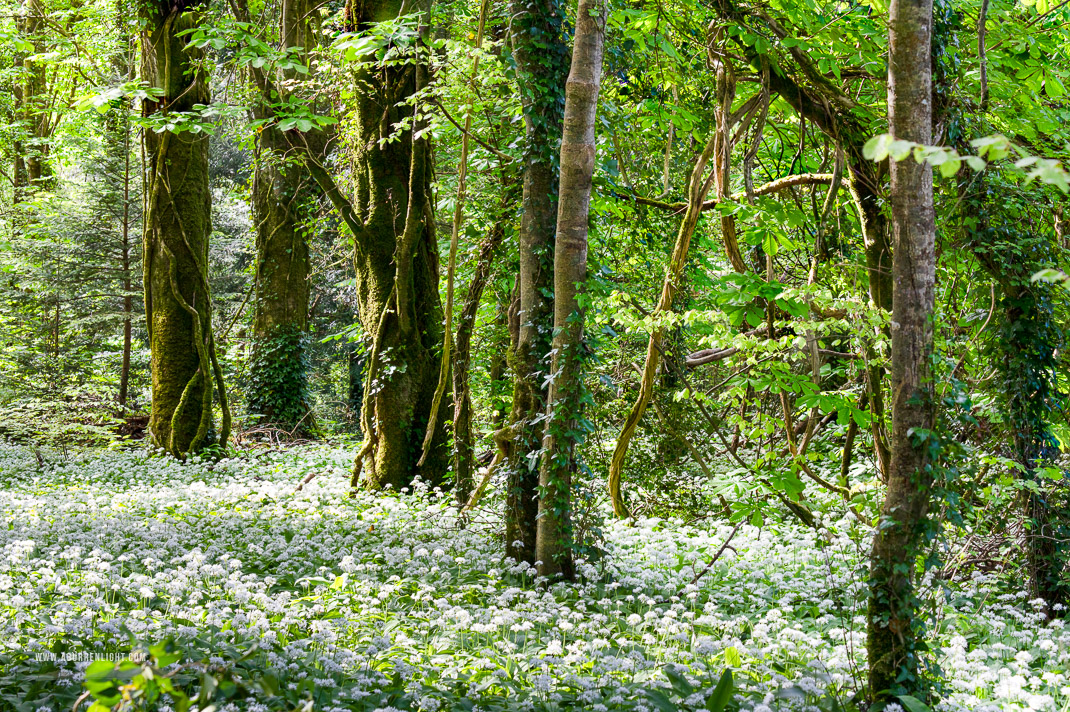 Coole Park Gort Galway Ireland - april,coole,flowers,garlic,spring,wood