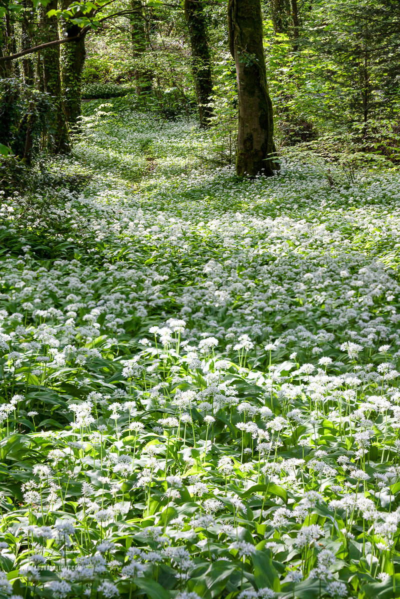 Coole Park Gort Galway Ireland - april,coole,flowers,garlic,spring,wood,portfolio