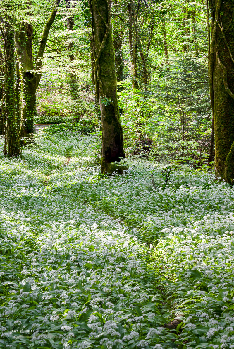 Coole Park Gort Galway Ireland - april,coole,flowers,garlic,spring,wood