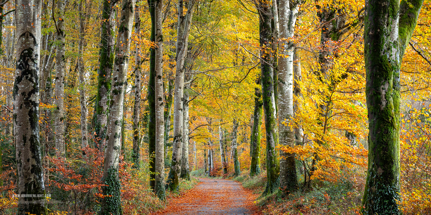 Coole Park Gort Galway Ireland - autumn,coole,november,panorama,trees,woods