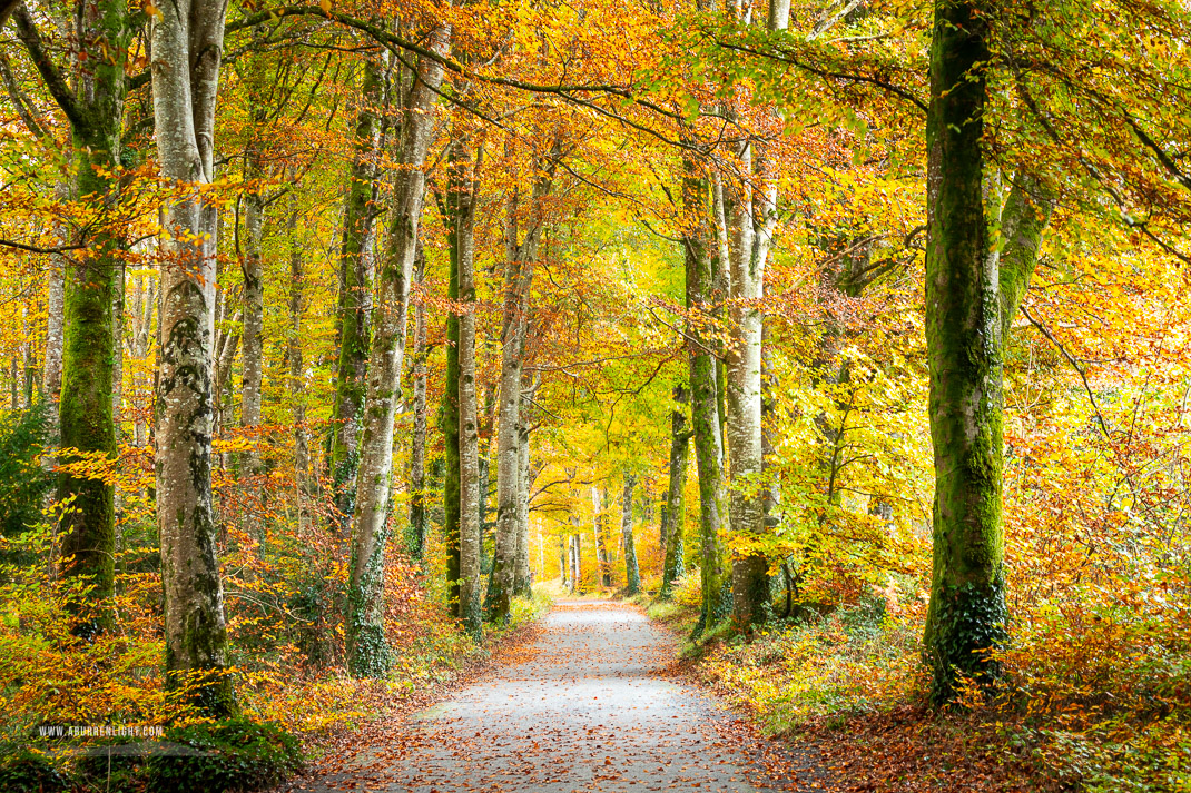 Coole Park Gort Galway Ireland - autumn,coole,gort,lowland,october,woods,portfolio