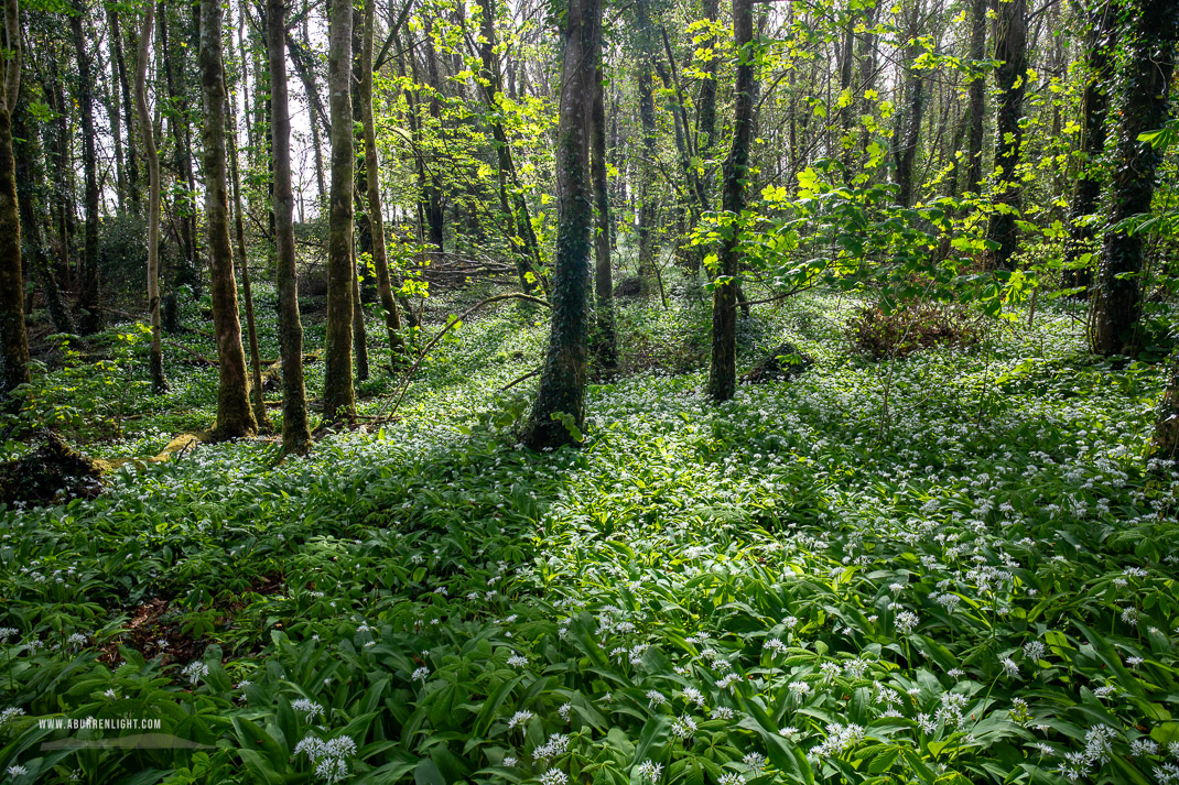 Coole Park Gort Galway Ireland - april,coole,flowers,garlic,lowland,spring,woodland,woods,portfolio