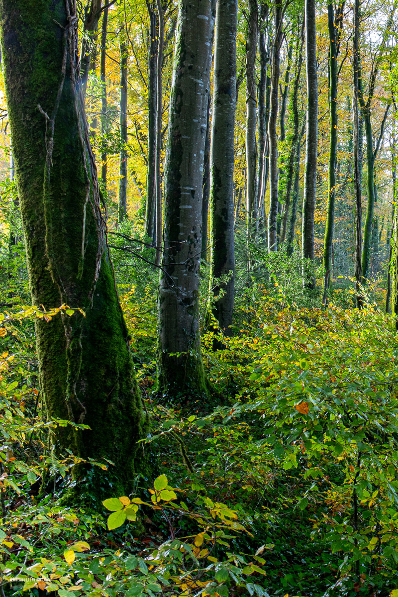 Coole Park Gort Galway Ireland - autumn,coole,november,woods,lowland