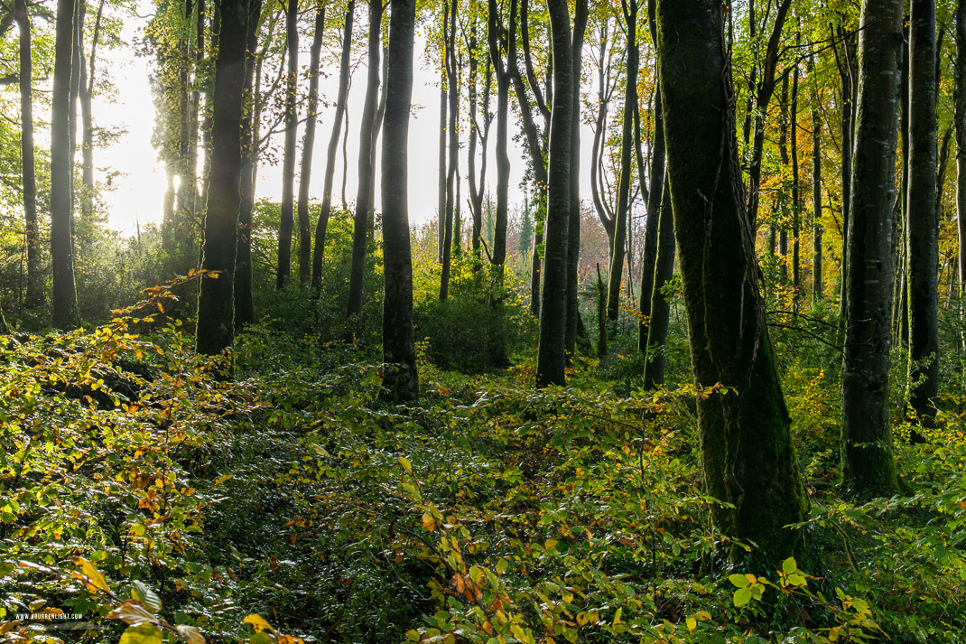 Coole Park Gort Galway Ireland - autumn,coole,november,woods,lowland