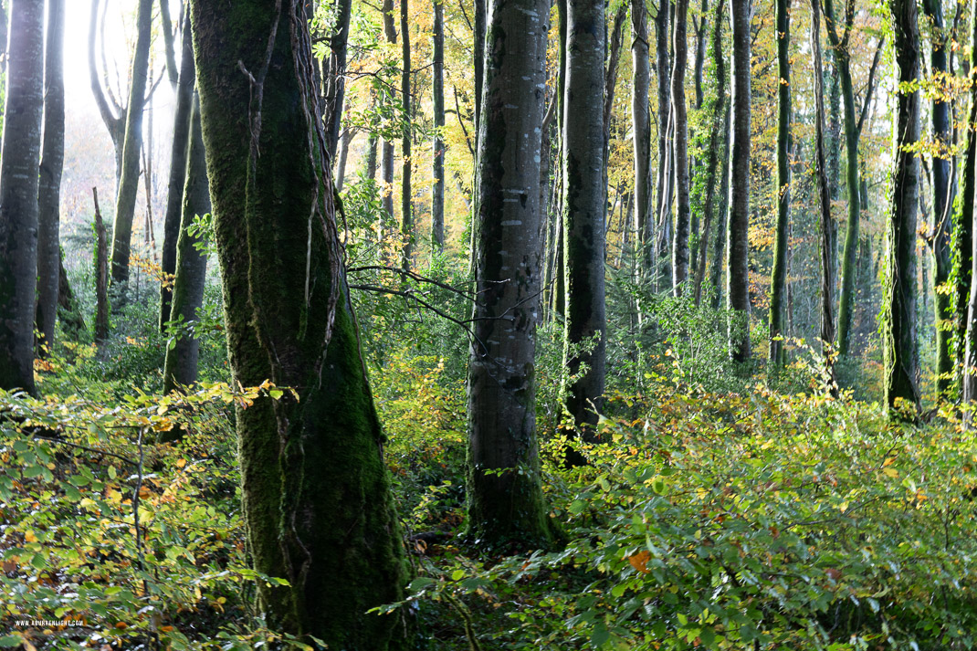 Coole Park Gort Galway Ireland - autumn,coole,november,woods,lowland