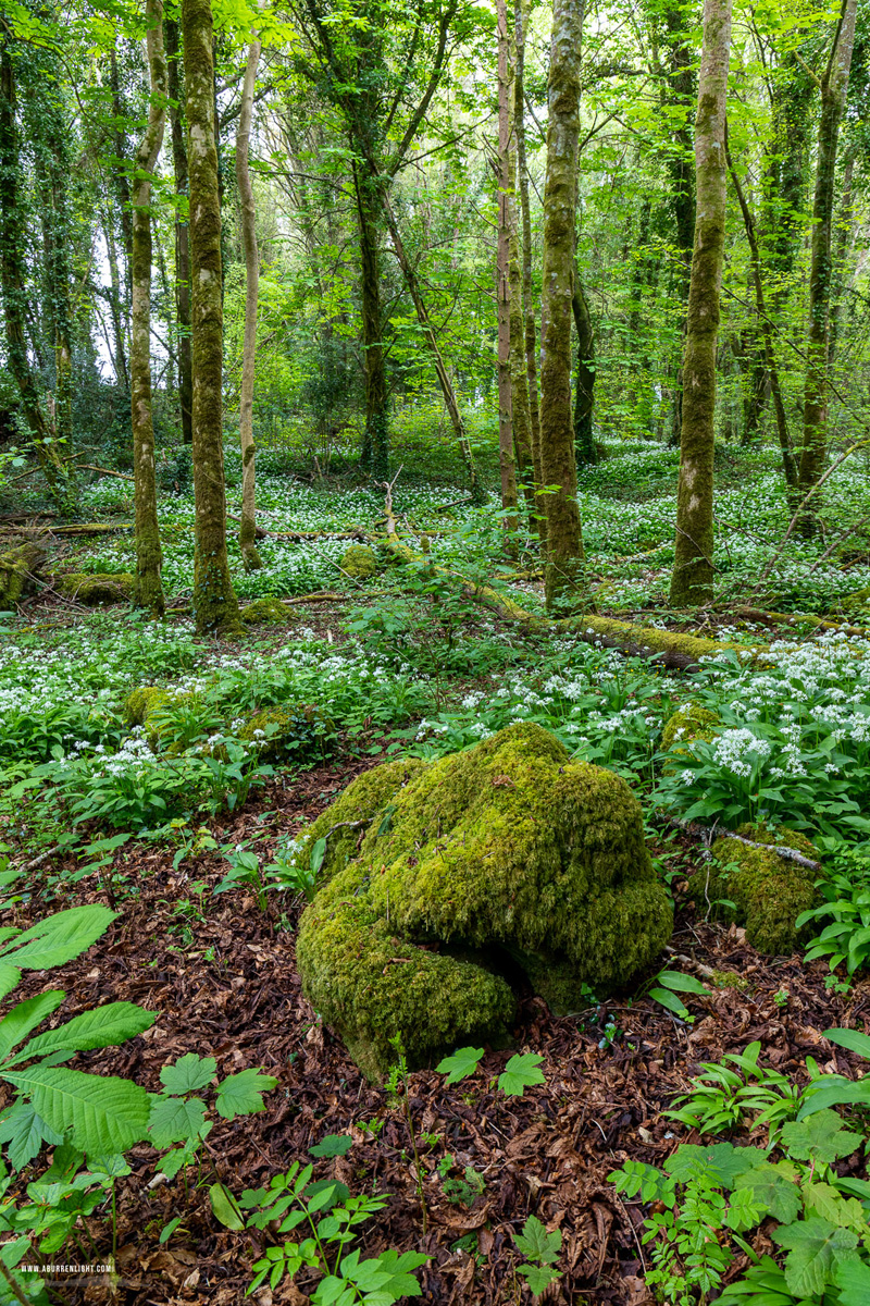 Coole Park Gort Galway Ireland - april,coole,flower,garlic,spring,green,lowland