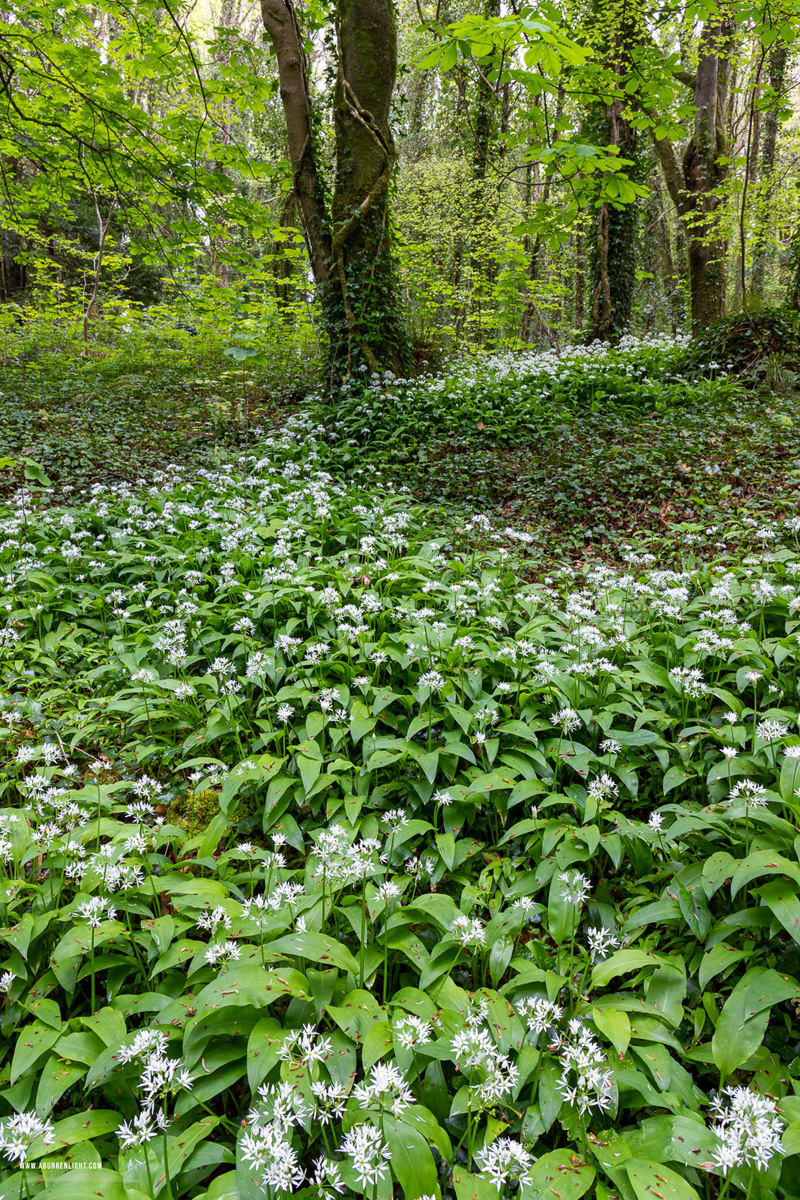 Coole Park Gort Galway Ireland - april,coole,flower,garlic,spring,green,lowland