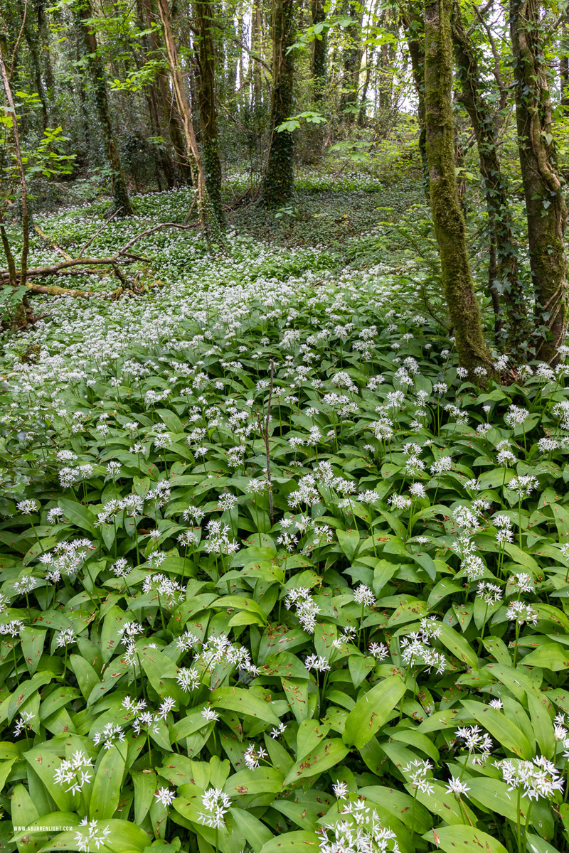 Coole Park Gort Galway Ireland - april,coole,flower,garlic,spring,portfolio,green.lowland