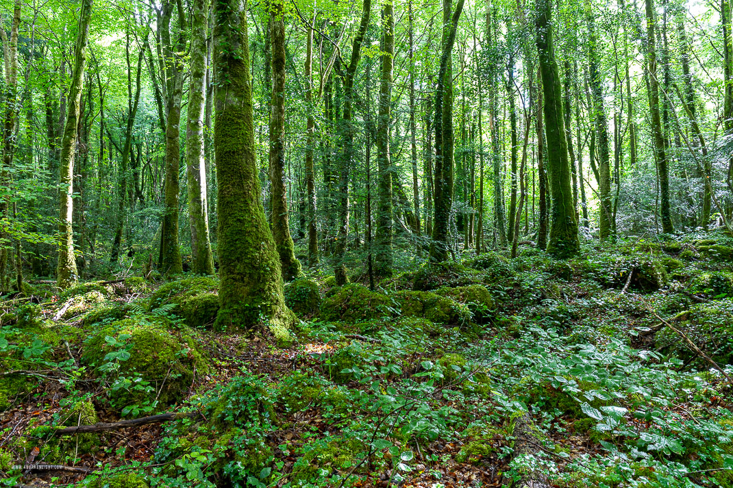 Coole Park Gort Galway Ireland - coole,july,summer,trees,woods,green,lowland