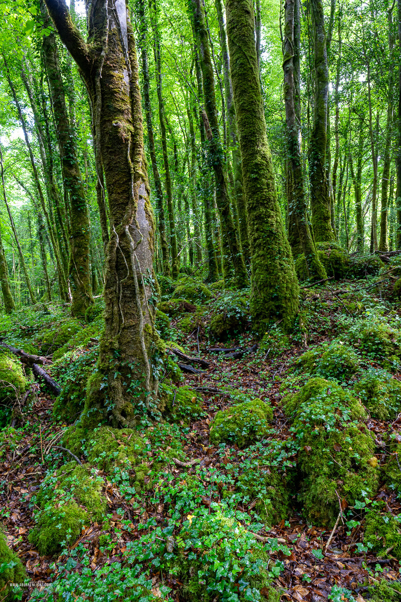 Coole Park Gort Galway Ireland - coole,july,summer,trees,woods,green,lowland